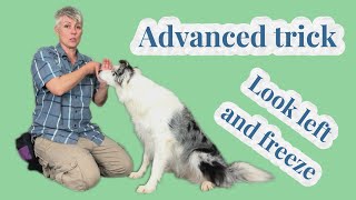 Advanced dog trick challenge - Look left and FREEZE!
