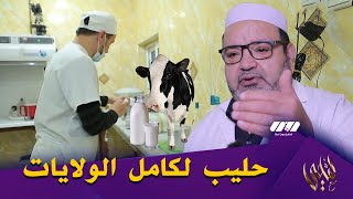 صاحب مشروع ناجح في تربية الأبقار الحلوب وإنتاج الحليب الطبيعي ومشتقاته بإمكانياته الخاصة بغرادية