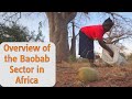 Overview of the Baobab Sector in Africa