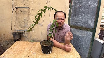 Chăm sóc mầm gốc phi điệp. Sơn cầm