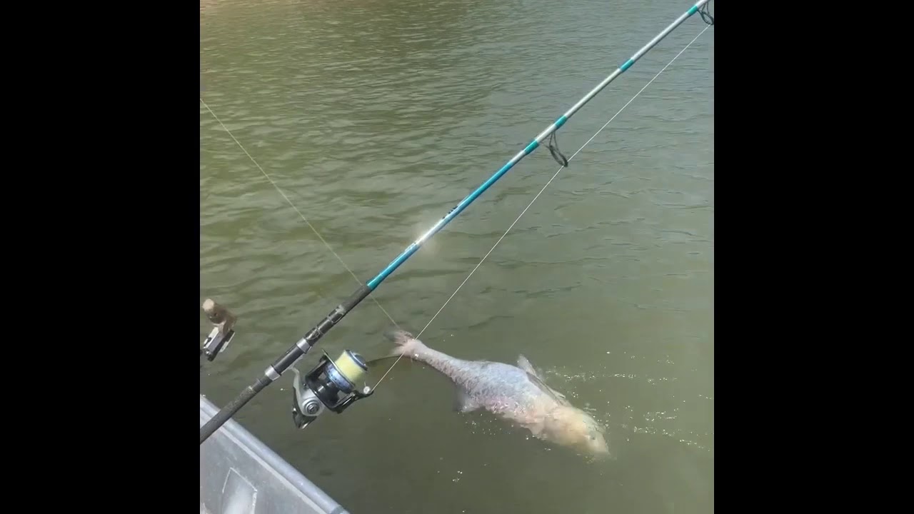 Giant bighead carp caught while snagging spoonbill YouTube