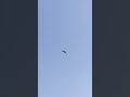 FALCON #falcon #pakhi