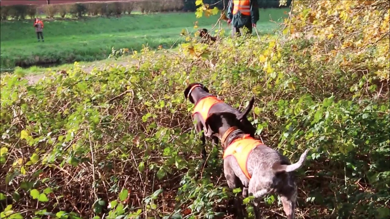 Intch. GERALT z Brilicke Zatoky & Biyali Keiviento - hunting