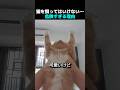 猫、呼吸キラーだった。