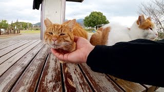 ベンチに並んで座る仲良し猫コンビ