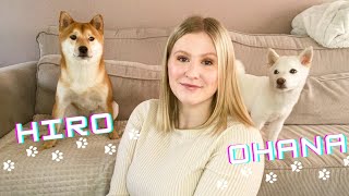 ON ADOPTE UN CHIOT SHIBA INU !! 🐕OHANA REJOINT HIRO 🥰