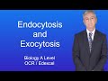 Cell Membrane Transport: Endocytosis and Exocytosis Explained