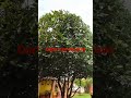 PODA DE ÁRVORE 🌲 FAZENDO REPARO