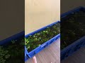 KOLAM IKAN MURAH DARI BOX KONTAINER