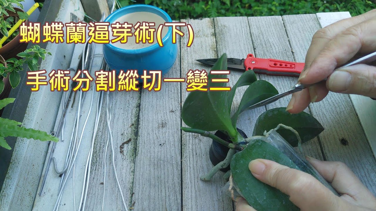 【犀利小農莊28】蝴蝶蘭逼芽術(下)手術分割縱切一變三Phalaenopsis asexual reproduction ramets