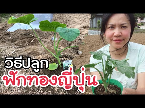 วิธีปลูกฟังทองญี่ปุ่นEp.1 รักใครให้กินผักปลูกเอง