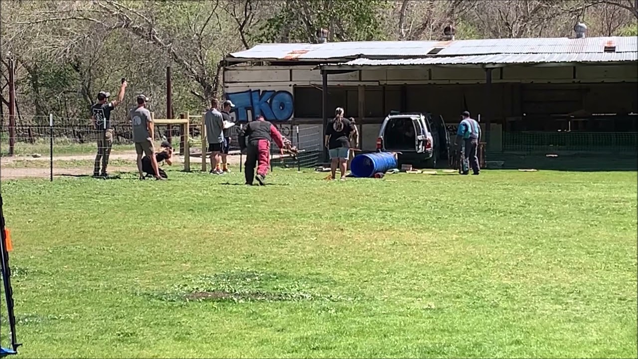 Dantero's Ares PSA3 Obedience  & protection 3/27/2021