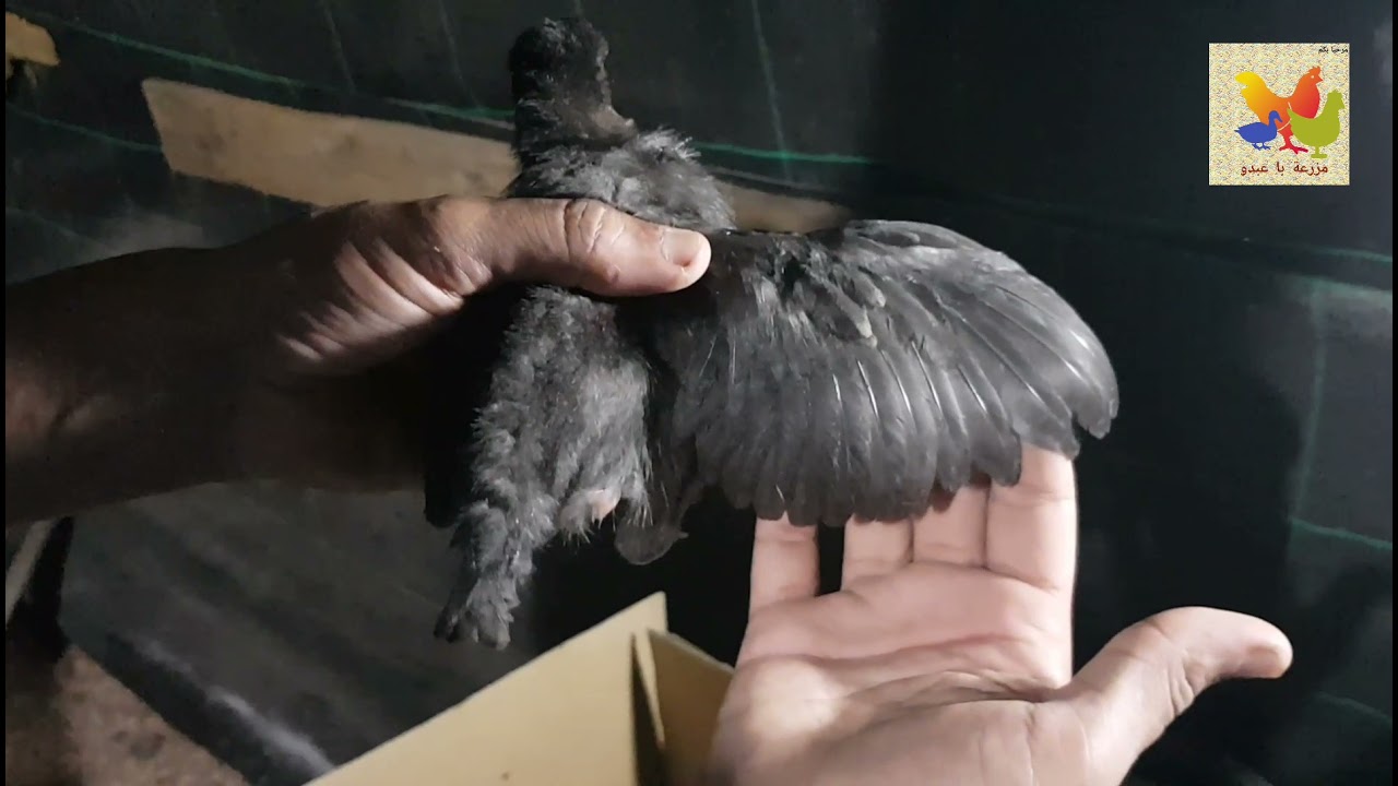 كيف تفرق بين الذكر والأنثى بالنسبة للصيصان أو صغار الدجاج