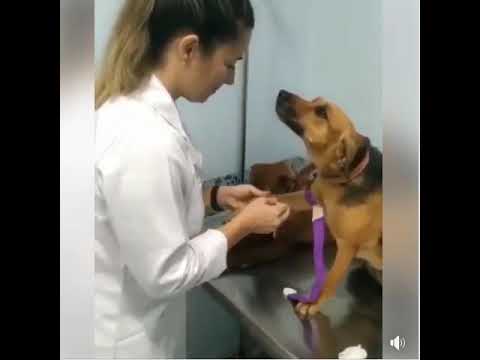 Dog go for doctor precious Moment. Doctor love dogs