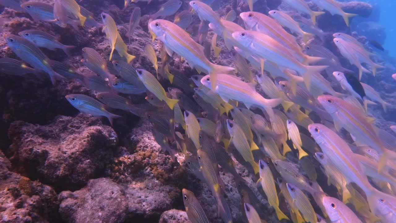 Lakshadweep Underwater | Coral Reefs & Marine Life | GoPro Footage