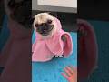 What would you rate her after this  pug dog funny