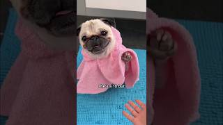 What would you rate her after this? 💆‍♀️😂💕 #pug #dog #funny