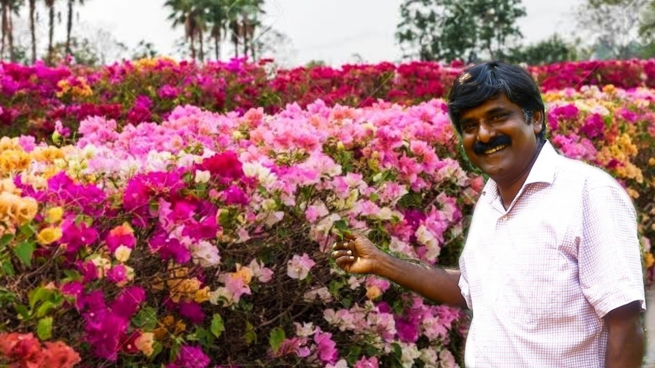 ബോഗൈൻവില്ലകളുടെ 200ൽപരം വെറൈറ്റികൾ നിറഞ്ഞ പുഷ്പ കൂടാരം || Flower tent full of over 200 varieties of