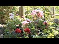 Jardín de Rosas Curanipe / Libro Rosales del Parque Araucano