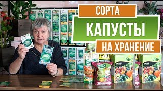 Капуста для Квашения и Долгого Хранения 👍 Лучшие Сорта