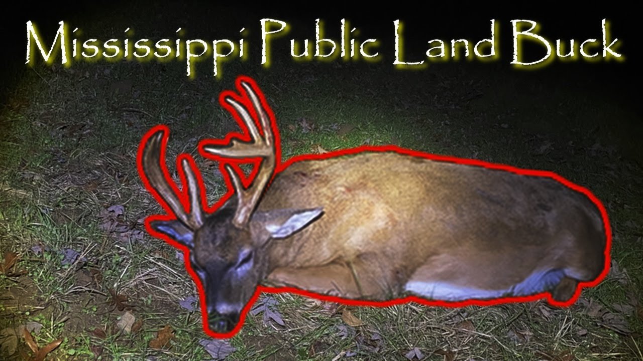 Mississippi Public Land BIG BUCK DOWN! Crazy Late November Buck Action