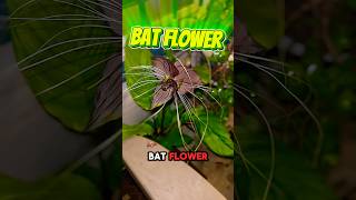 🖤 Bat Flower = beauty, mystery &amp; shadow healing. #RarePlant #SurvivalBaddie