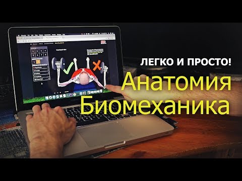 Биомеханика и анатомия мышц для каждого!