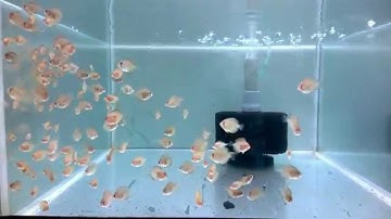 20150804-bán cá đĩa bột- discus babies for sale (+84) 986 384 3OO TPHCM