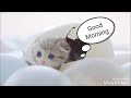 Robinou  good morning official cat short music