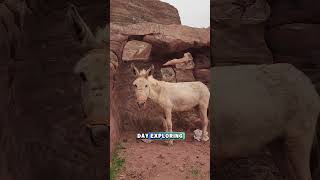 Beware!!! Perta Scams  #petra #tourism #visitjordan #annoying #traveltips  #jordantourism #travel