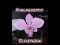 Phalaenopsis orchid slideshow!