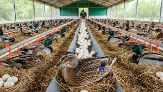 : Duck Farming - How to Raise Ducks for Eggs and Meat - Poultry Egg Business