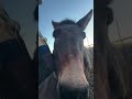 Fundraiser started for our precious follower #rescueme #horse #savetheanimals #animals #horserescue