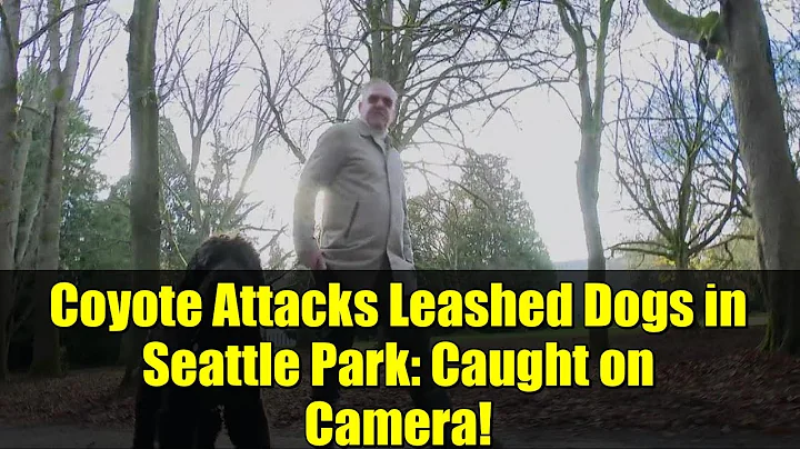 Coyote Attacks Leashed Dogs in Seattle Park: Caught on Camera!