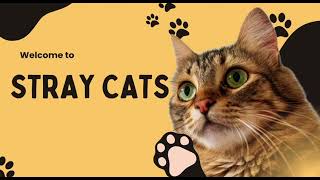 Oumh1303 - English For Oral Communication (A Report On Strat Cats In Malaysia) January 2026