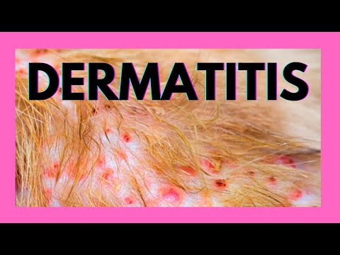 Dermatitis en perros - YouTube