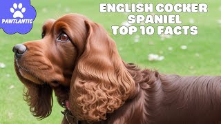 English Cocker Spaniel  Top 10 Facts | Dog Facts