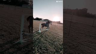Jumping Norbert bareback!!!! #horse #equestrian #horsejumping