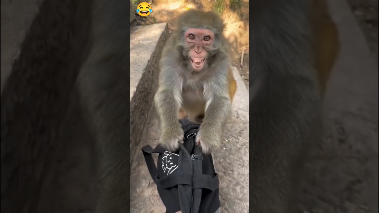 New Monkey Funny Short Video 🤣🤪