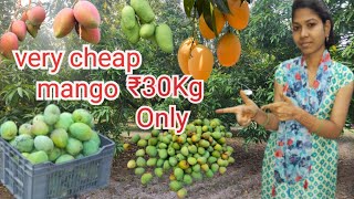 ₹30 Kg 🥭 Mango fruit farm Mangoes are very cheap in Chennai.