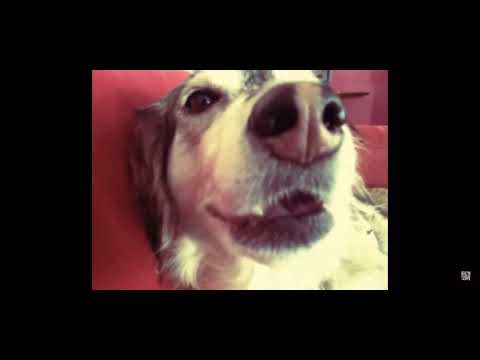 Autotune Dog  (Original)