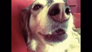 Autotune Dog  (Original)