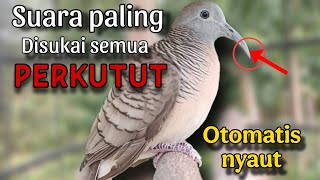 Download Mp3 Perkutut lokal gacor suara paling disukai perkutut Gudang lagu Download Mp3 Perkutut lokal gacor suara paling disukai perkutut