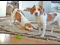 Dog Teaches Puppy How to Play with Lime : Cute Dog Maymo and Penny!