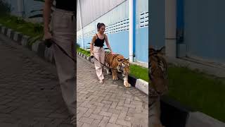 Harimau aja jinak || Apa lagi kamu