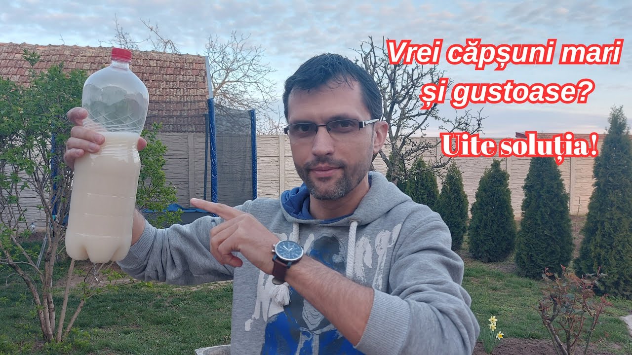 Дрожжевой раствор – чудесное удобрение для клубники