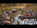 TV FÜR KATZEN Das Nature TV Cinematic Universe Phase Eins Compilation Für Katzen