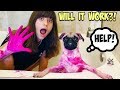 I DYED MY SISTER'S DOG PINK!!