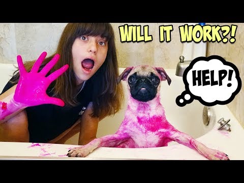 i-dyed-my-sister's-dog-pink!!