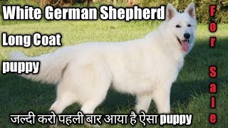 white shepherd price